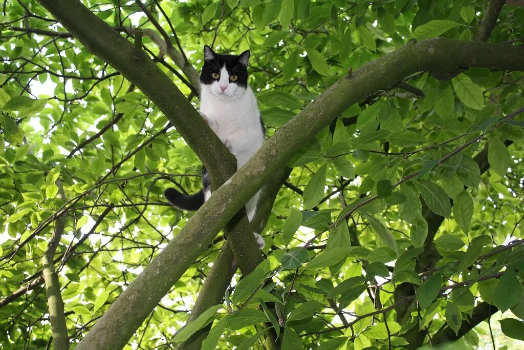 Cat tries