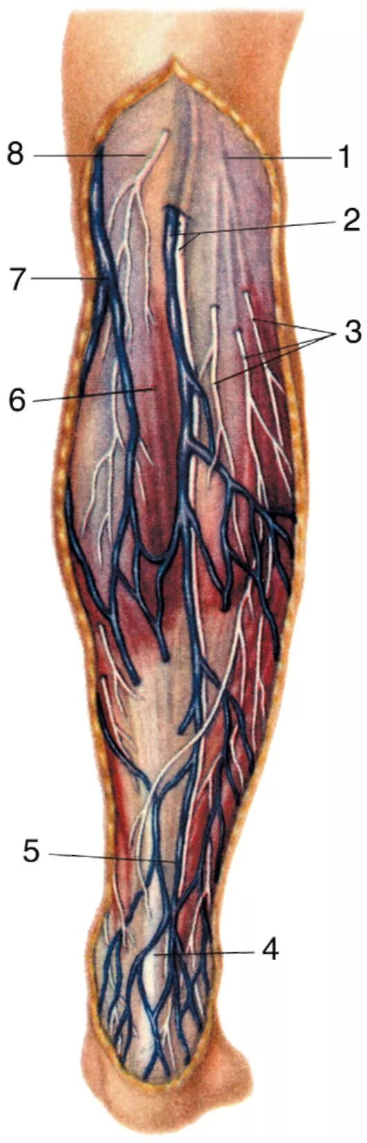 Икроножные вены голени анатомия. Икроножная Вена анатомия. Вены икроножной мышцы анатомия.