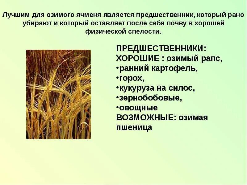 Особенности ячменя. Лучшие предшественники для озимого ячменя. Возделывания озимого ячменя. Технология возделывания озимого ячменя. Предшественники озимой пшеницы.