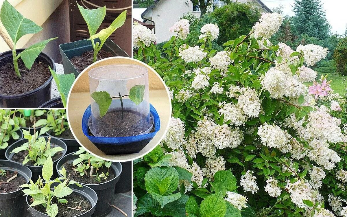 Схема подкормки гортензий метельчатых. Купила гортензию что дальше делать. Купила гортензию что дальше делать. Купила гортензию что дальше делать. Почва для гортензии крупнолистной.