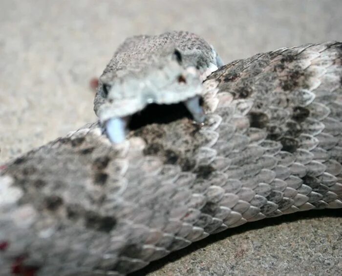 Snake bites