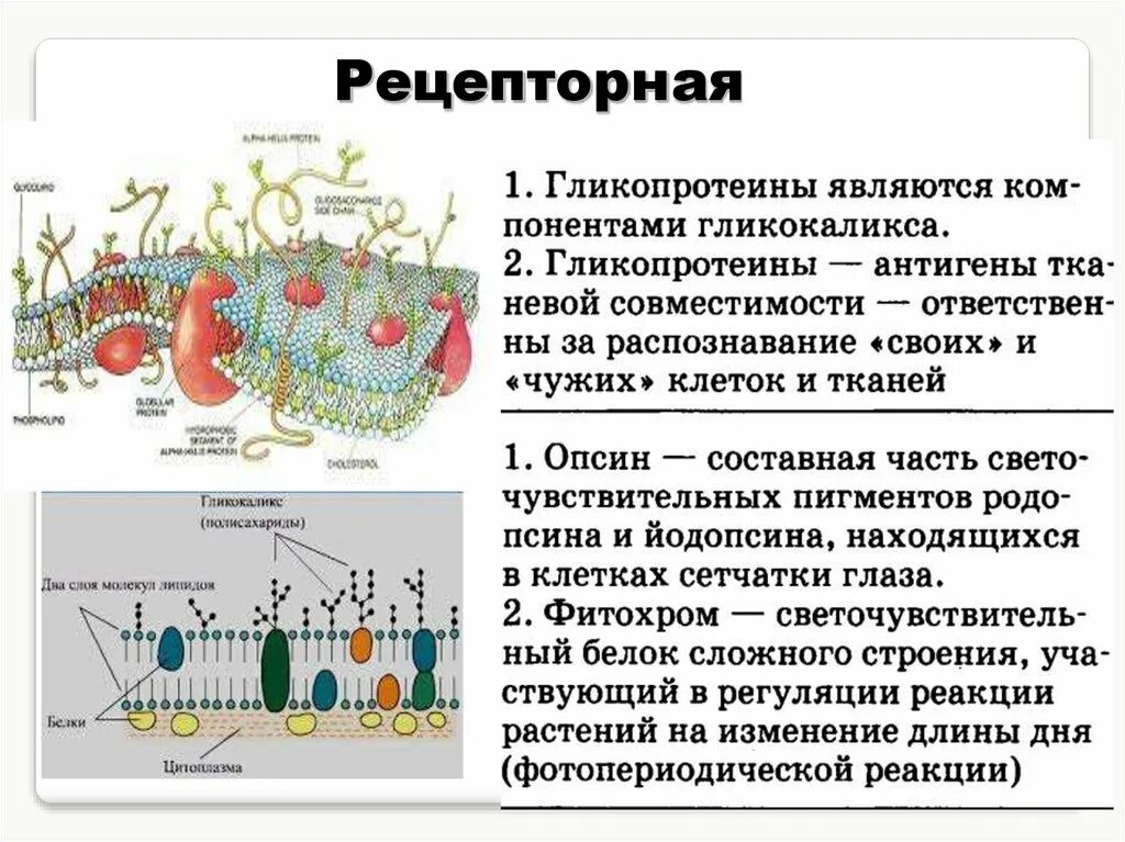 Какие функции выполняют белки мембран. Рецепторные белки примеры. Рецепторные белки функции. Рецепторная функция белка. Функции белков рецепторов.