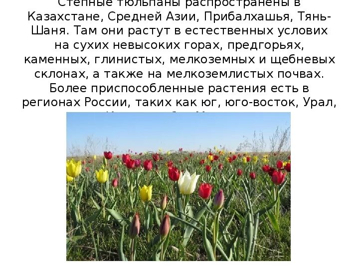 Сообщение о тюльпане 4 класс. Растения зоны степей 4 класс тюльпан. степной тюльпан описание. зона степей тюльпаны.