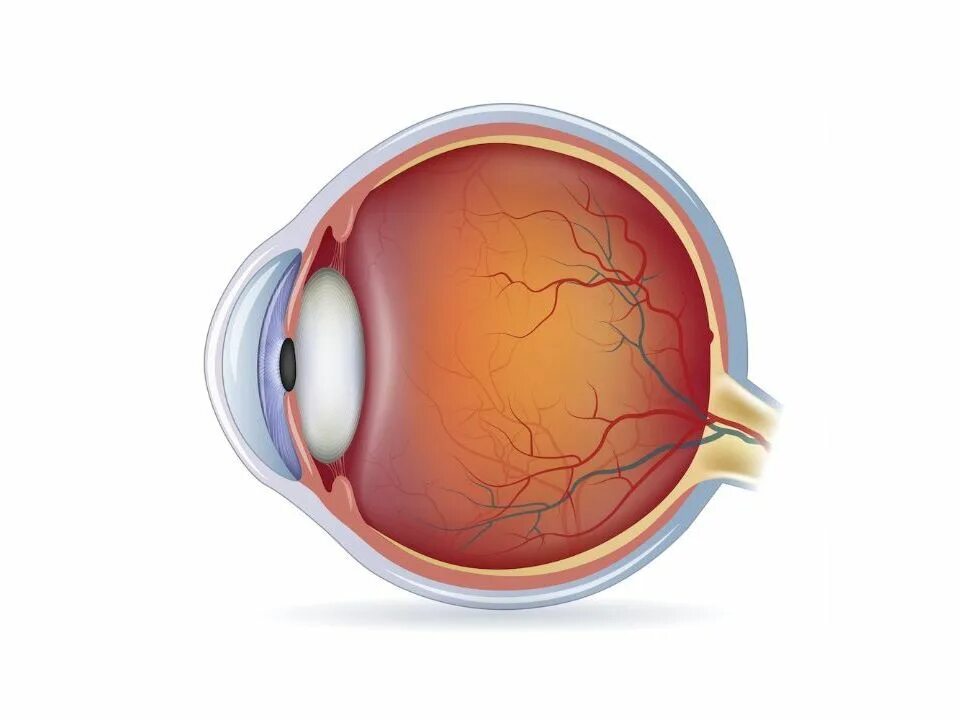 Строение глаза сетчатка роговица хрусталик. Сетчатка глаза анатомия. Строение сетчатки глаза. Сетчатка буква