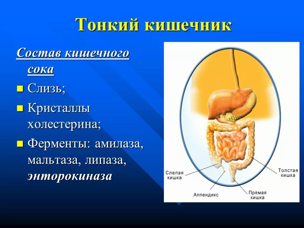 Какой сок в толстом кишечнике. Состав пищеварительного сока тонкой кишки. Ферменты сока тонкого кишечника. Пищеварительный сок тонкого кишечника. Пищеварительные железы и соки в тонком кишечнике.