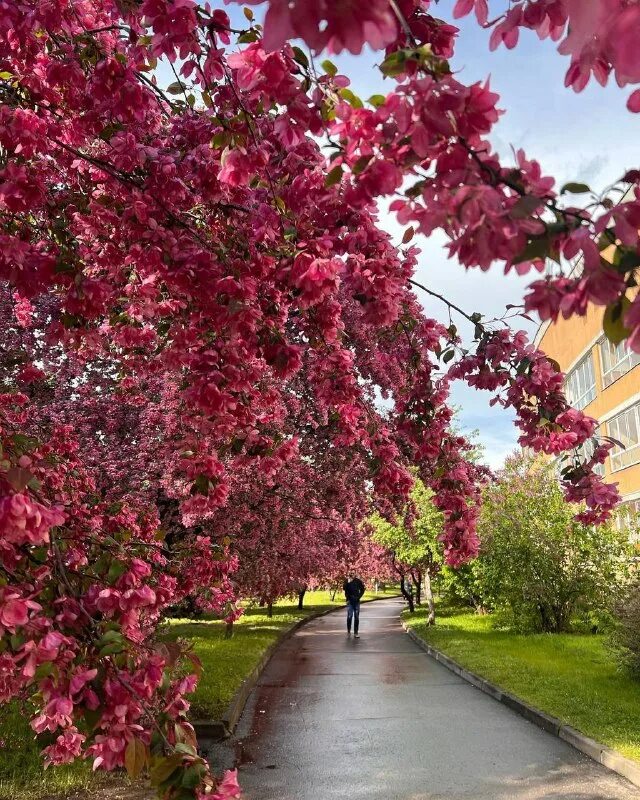 Аллея смольного сакура спб. Вишневая аллея. Вишнёвый туннель, германия. Аллея из вишни саржента. Вишневая аллея.