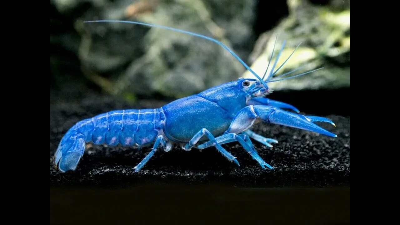 Тихоокеанский омар. Синий лобстер. Procambarus cubensis. Почему рак синий. Ябби.
