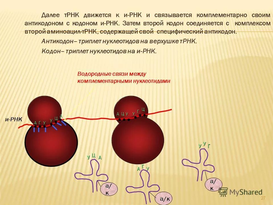 Является матрицей для синтеза белка рнк