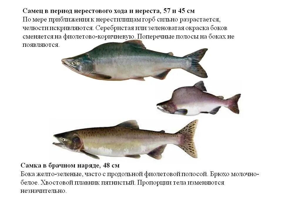 Как отличить самку. Горбатая горбуша рыба. Горбуша самка и самец. Горбуша отличие самца от самки. Отличить горбушу самку от самца.