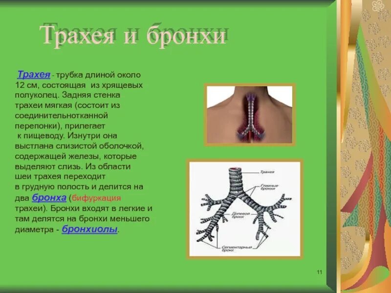 Состоит из полуколец. Хрящевые кольца трахеи. трахея изнутри выстлана. задняя стенка трахеи состоит из.