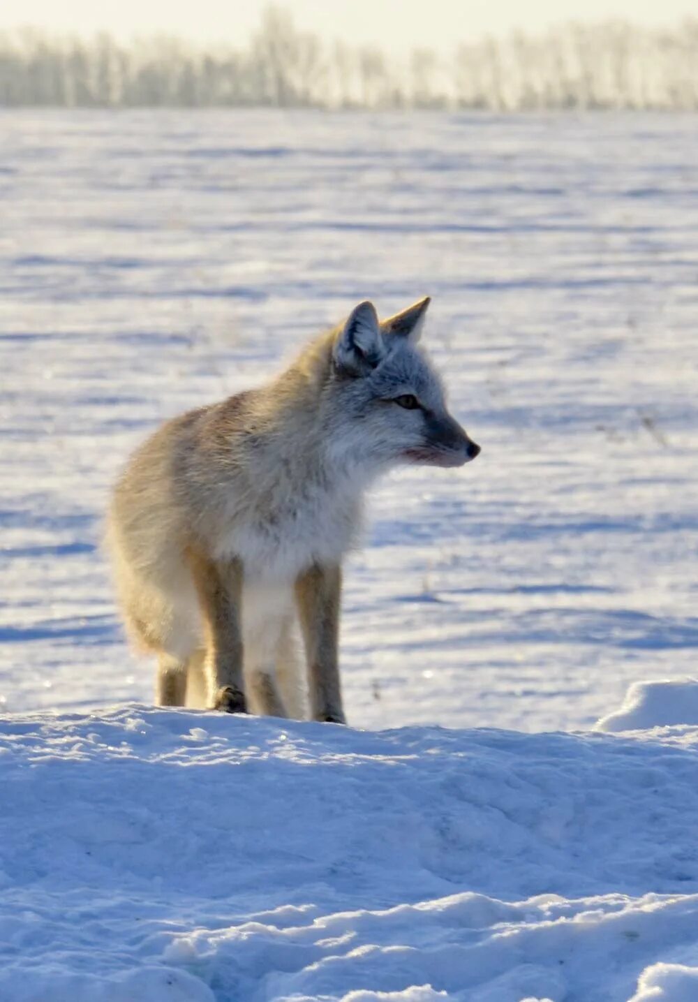 Корсак самка. Корсак зимой. Корсак в омской области. Корсак монголоид. Степная лиса корсак зимой.
