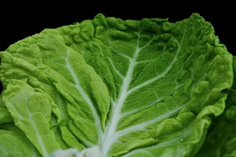 Капустные листья курам