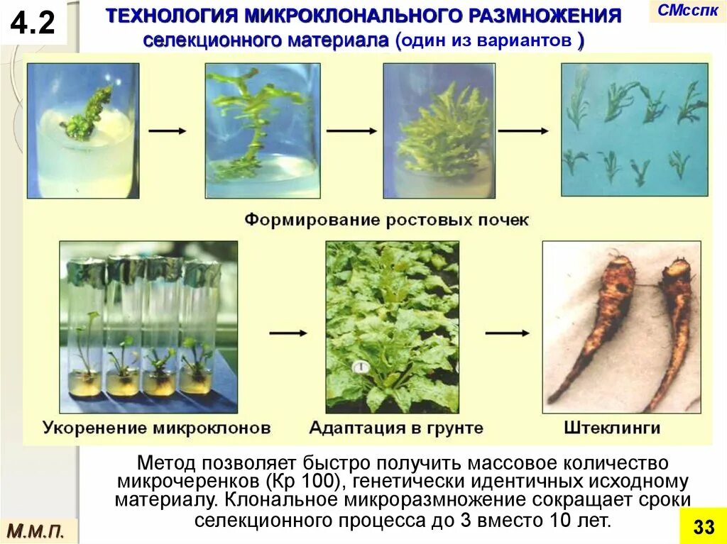 Три метода микроклонального размножения