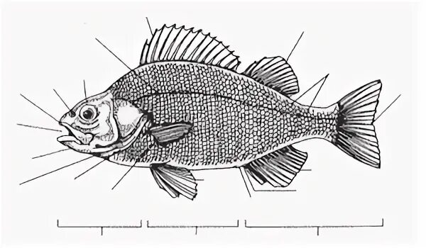 Части тела рыбы. Внешнее строение рыбы без подписей. Внешнее строение рыбы. Внешнее строение рыбы рисунок. Передвижение рыб 7 класс биология лабораторная работа