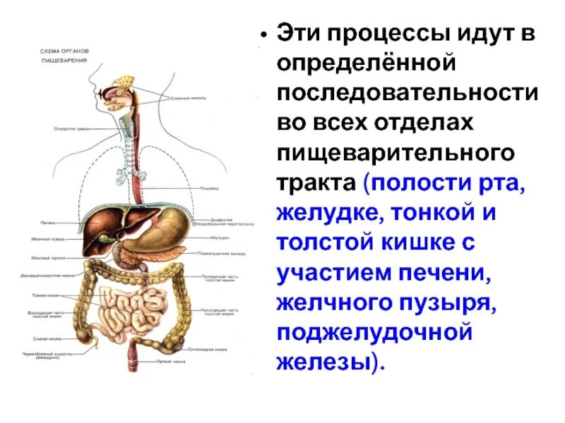 Пищевод процессы пищеварения