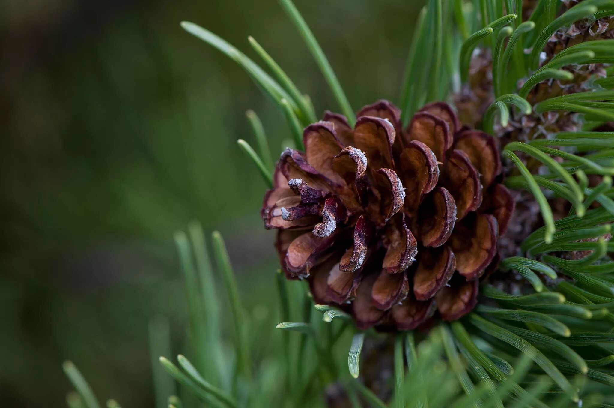 Хвойные сосновые. Сосна Пиния шишки. Pinus pinea шишка. Шишка сосны Pinus lambertiana. Лиственница Чекановского.