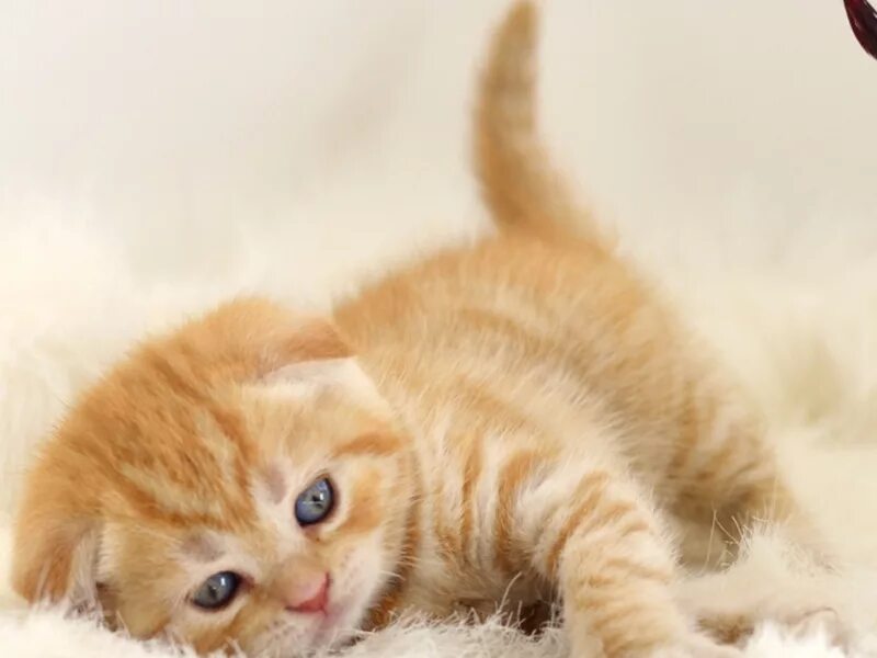 Вислоухий шотландец рыжий. Шотландская вислоухая рыжая. Рыжий вислоухий котенок. Шотландские вислоухие котята рыжие. Скоттиш фолд рыжий.