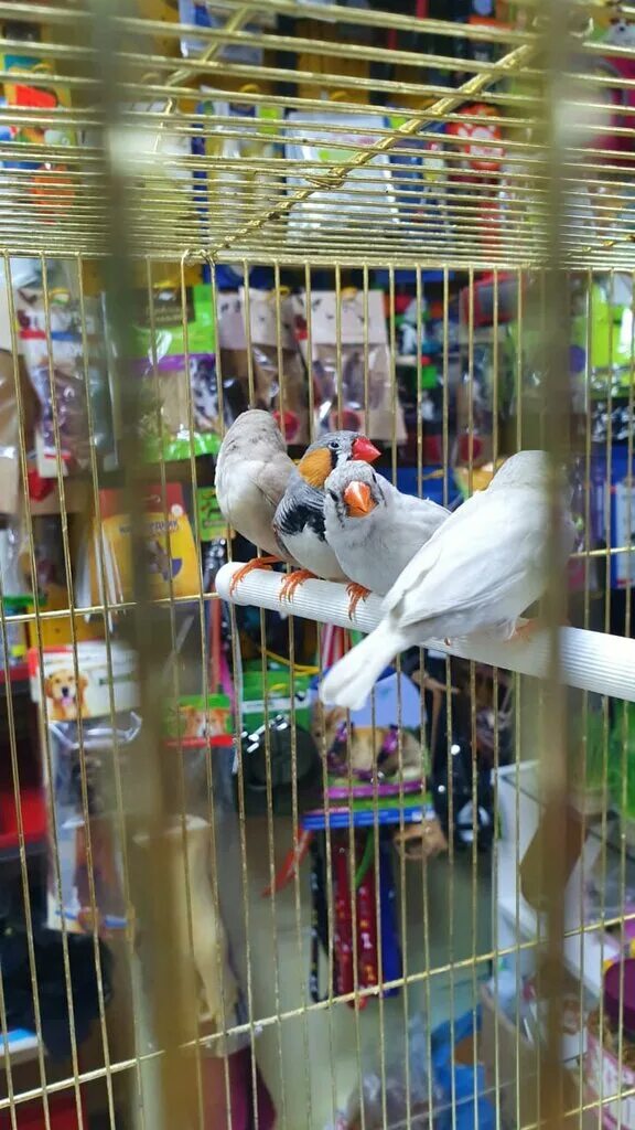 чернощекий амадин. амадины птички поют. птицы из зоомагазина. амадины птицы маленькие. зоомагазин амадин.