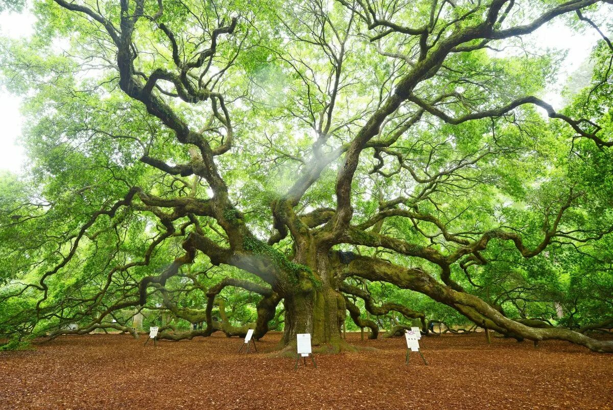 Большой дуб. Самый старый дуб в мире. Самый огромный дуб в мире. Самое старое дерево планеты Angel Oak. Высота дуба.