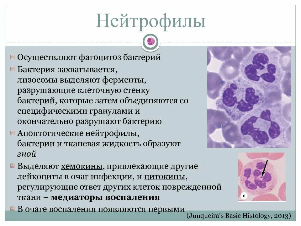 Нейтрофильные гранулоциты функции. Нейтрофильные лимфоциты строение. Сегментоядерные нейтрофилы строение. Нейтрофилы функции гистология. Макрофаги эозинофилы