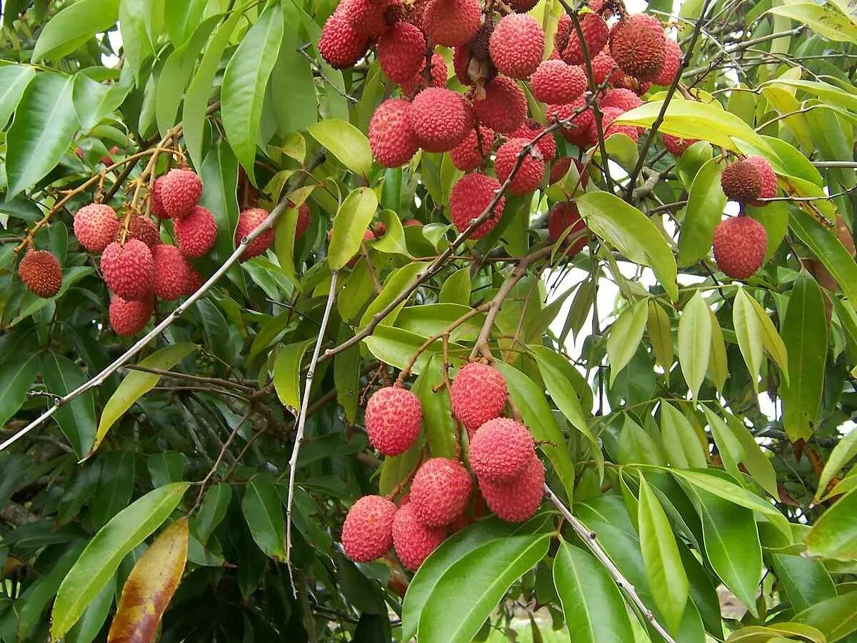 Личи мадагаскарские. Рамбутан фрукт и личи. Litchi chinensis. Личи ягода дерево. Условия выращивания фруктов