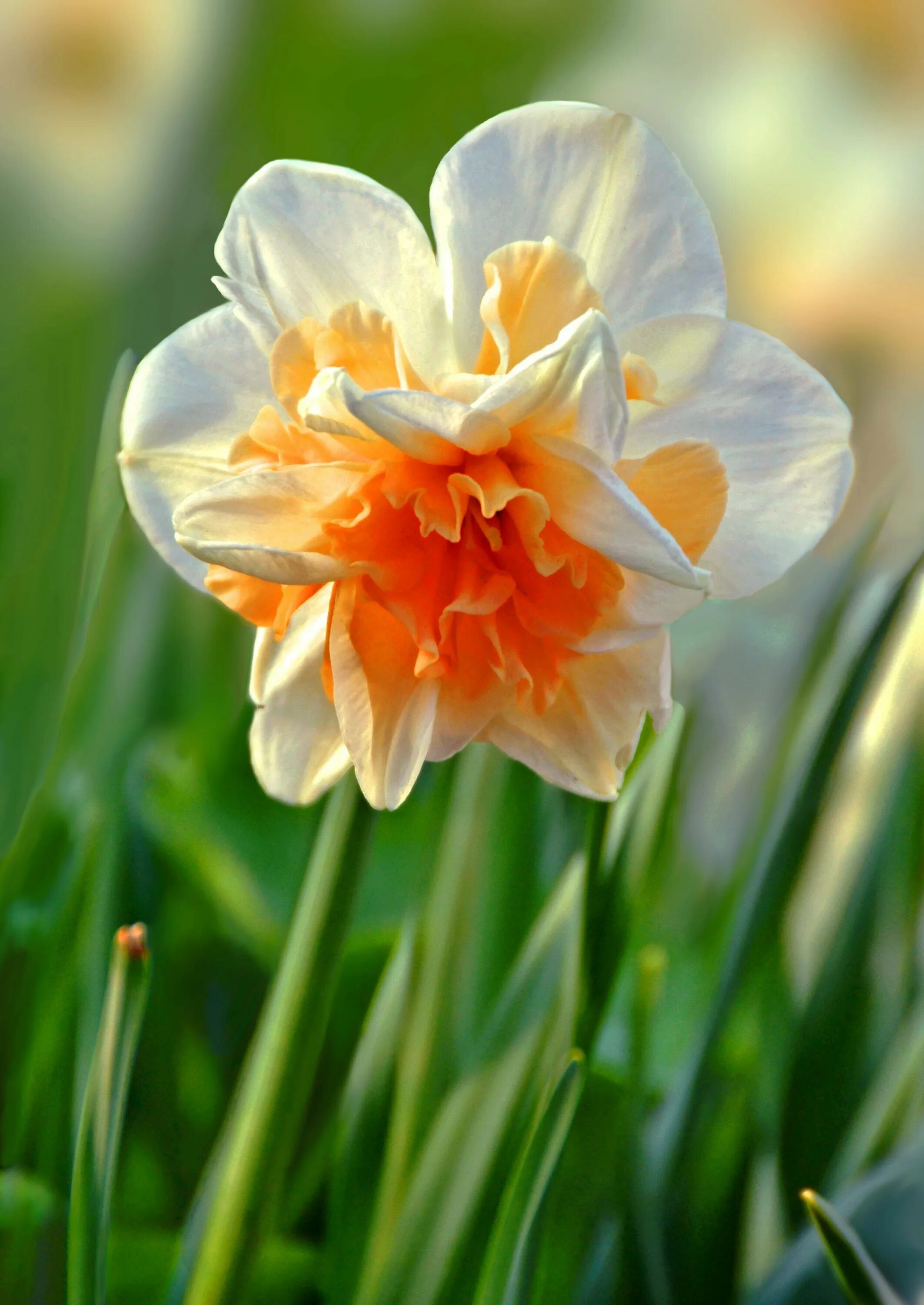 Нарцисс Роял датч. Нарцисс цветок. Нарцисс (растение). Нарцисс Dutch Master. Нарциссы крупно фото