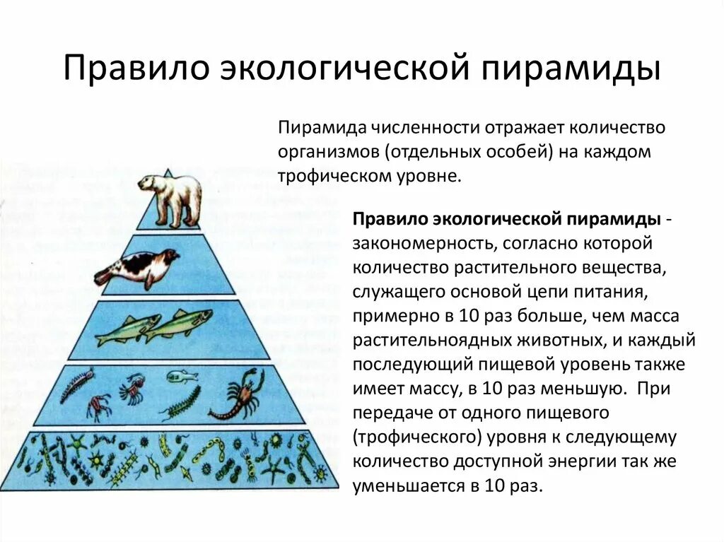 Отражены правило. Экологические пирамиды правило Линдемана. Пирамида биомассы морской экосистемы. Трофический уровень экологической пирамиды. Цепи питания и экологические пирамиды.