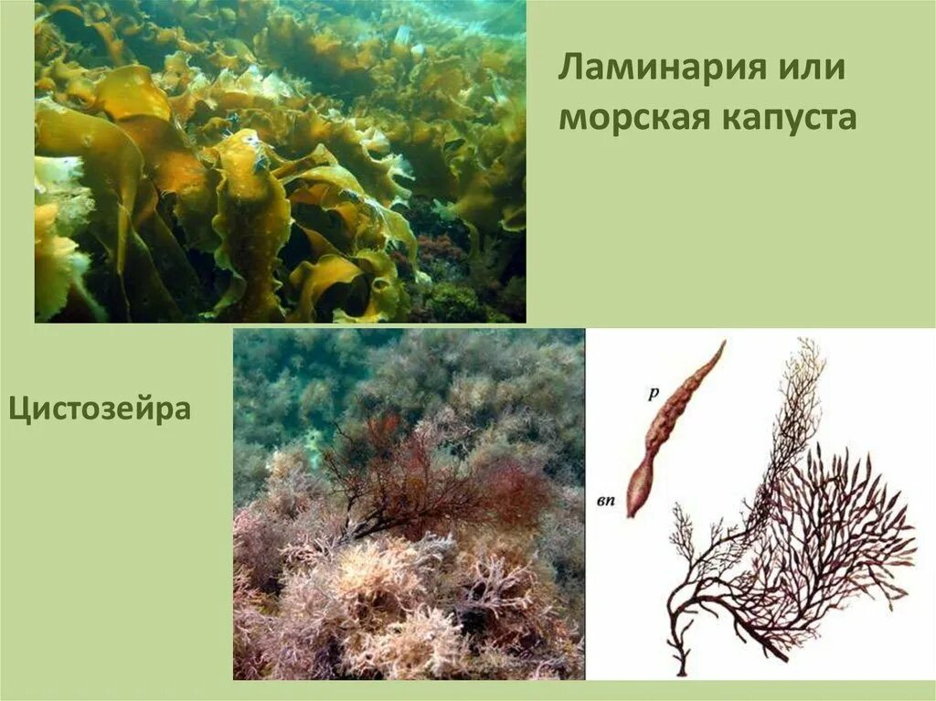 Бурые водоросли где. Цистозира водоросль черного моря. Бурые водоросли цистозейра. Ламинария и цистозейра. Черноморская водоросль цистозейра.