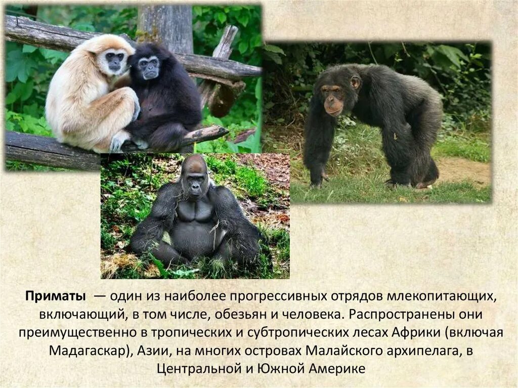 Краткий пересказ обезьяна. Отряд приматы биология 7 класс. Приматы презентация. Приматы отряды млекопитающих. Презентация на тему обезьяны.