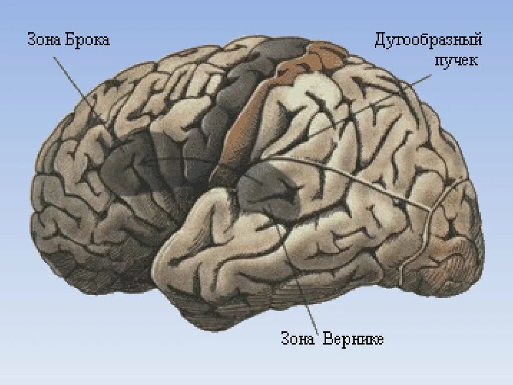 Центр речи в мозге человека. Мозг зоны Брока и Вернике. Речевые центры Брока и Вернике. Речевые центры. Зона Брока. Зона Вернике. Речевые зоны Брока и Вернике располагаются.