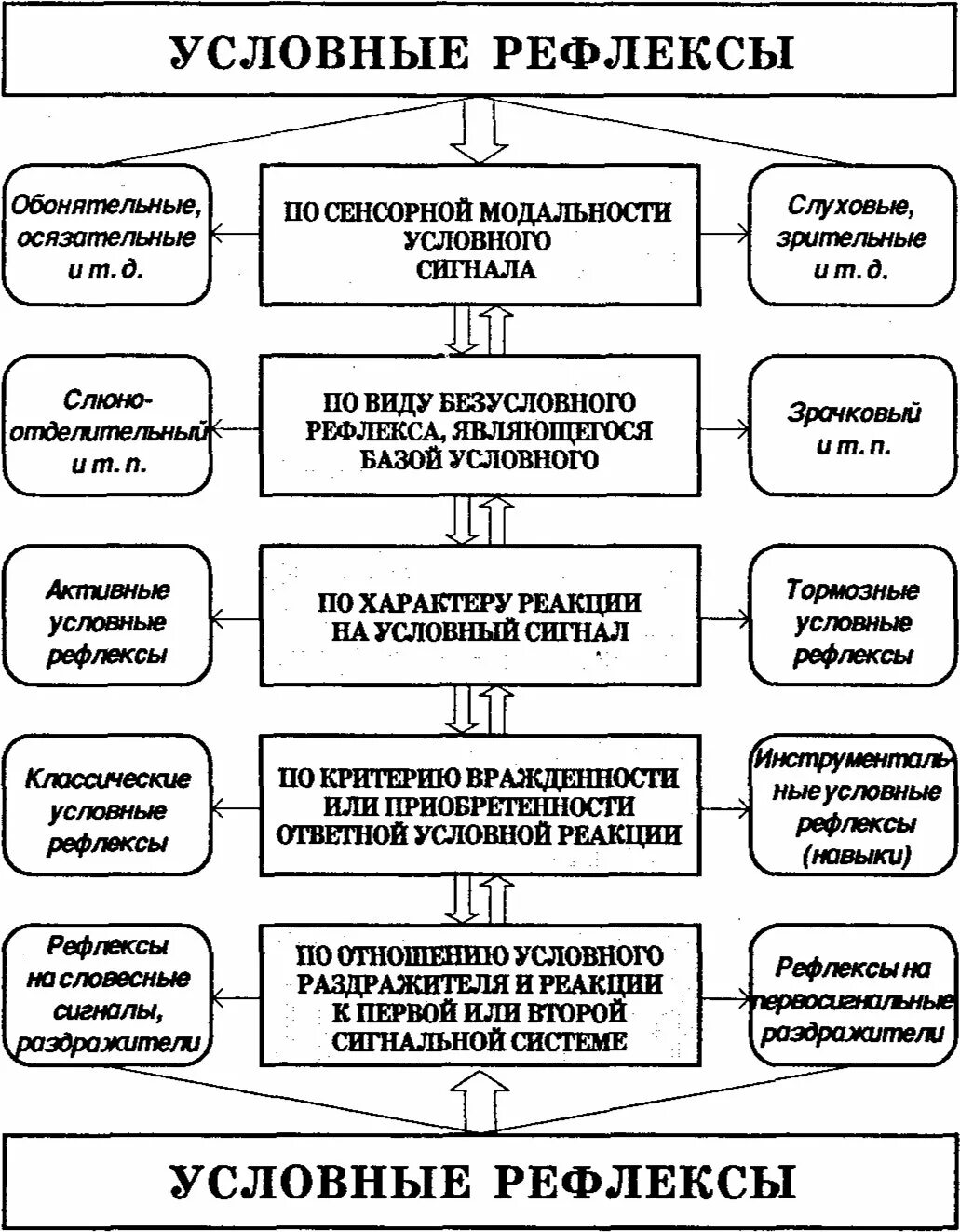 Условный тип рефлекса. Рефлексы условные и безусловные схема. Таблица классификация безусловных рефлексов. Классификация условных рефлексов схема. Безусловные рефлексы и условные рефлексы таблица.