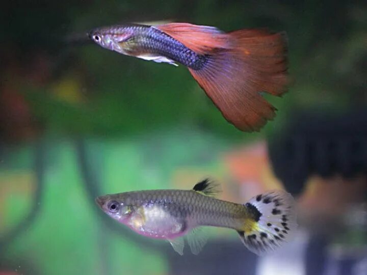 Гуппи самка. Гуппи рыбки самки. Гуппи рыбки самцы. Гуппи самец и самка.