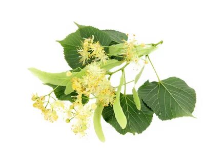 Листья липы липкие