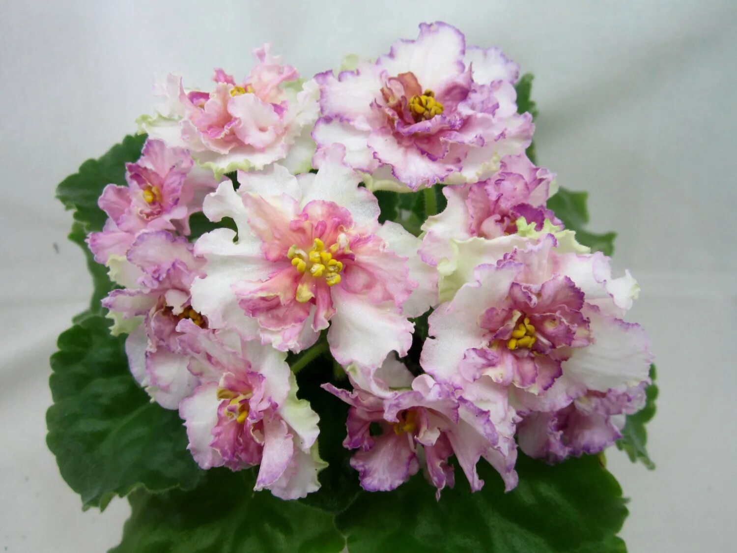 фиалка сорт ек нарциссовый блюз. фиалка злато скифов. фиалка нарциссовый блюз. фиалка невская сивилла. сорт фиалки нарциссовый блюз.