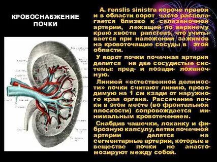 Сегменты правой почки