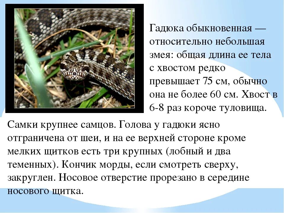 Признаки гадюки обыкновенной. Змея гадюка ядовитая описание. Степная гадюка среда обитания. Обыкновенная Степная гадюка. Змея гадюка обыкновенная описание.