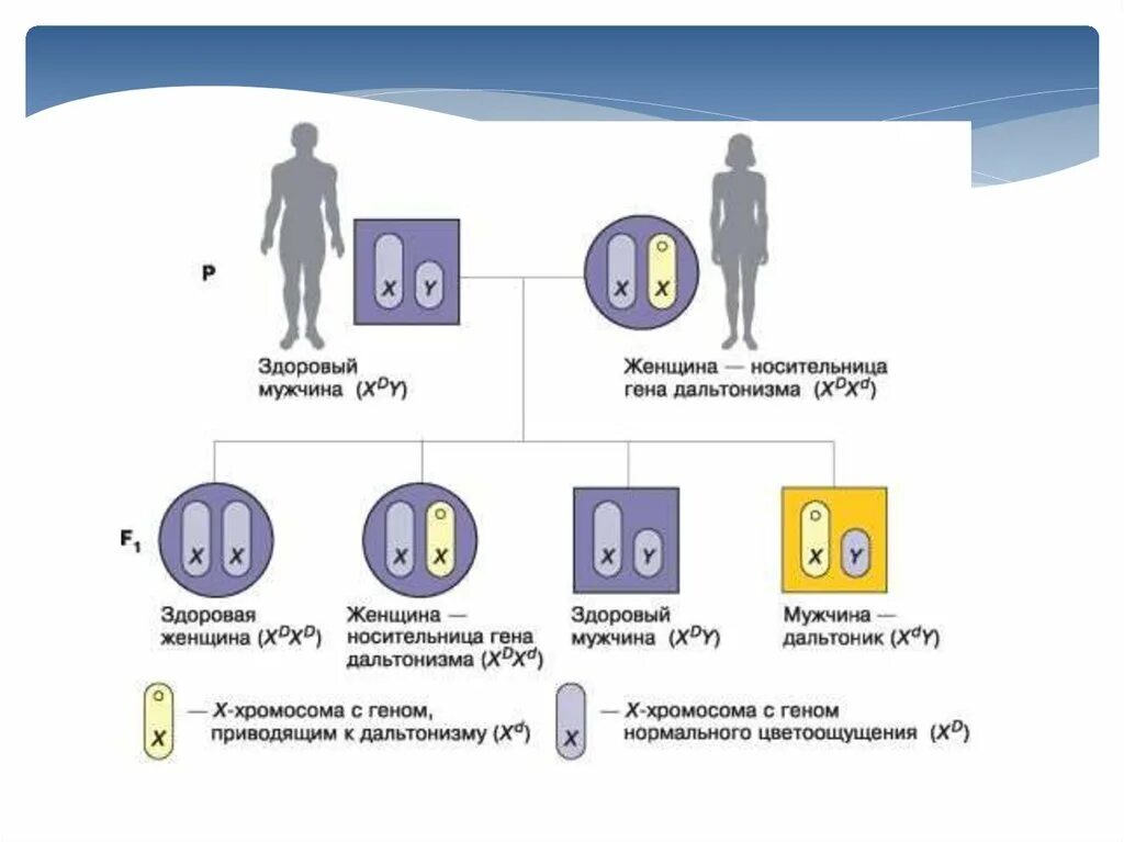 Схема наследования гемофилии. Схема наследования хромосомных заболеваний. Схема передачи гемофилии по наследству. Схема наследования гемофилии и дальтонизма. Носители гемофилии женщины