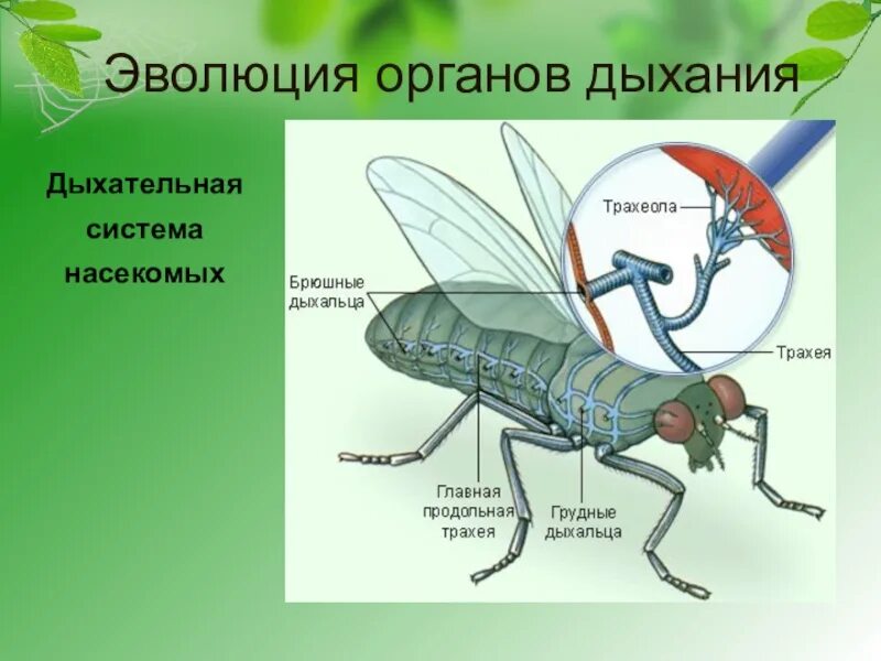 Дыхательная система насекомых. Органы дыхания насекомых. Дыхательная система насекомых трахеи. Строение органов дыхания насекомых. В чем особенность трахейного дыхания