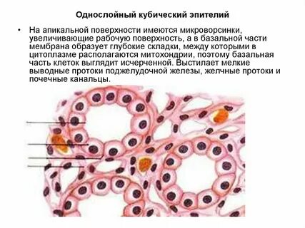 Для эпителиев характерно наличие