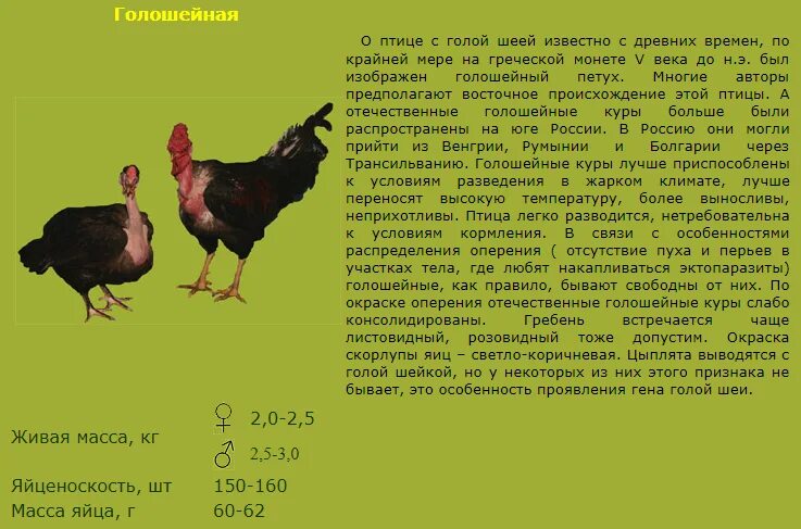 Голошейка бройлерная описание. Голошейка характеристика. Голошейки Редбро. Куры голошейные фото и описание. Характеристика курицы.