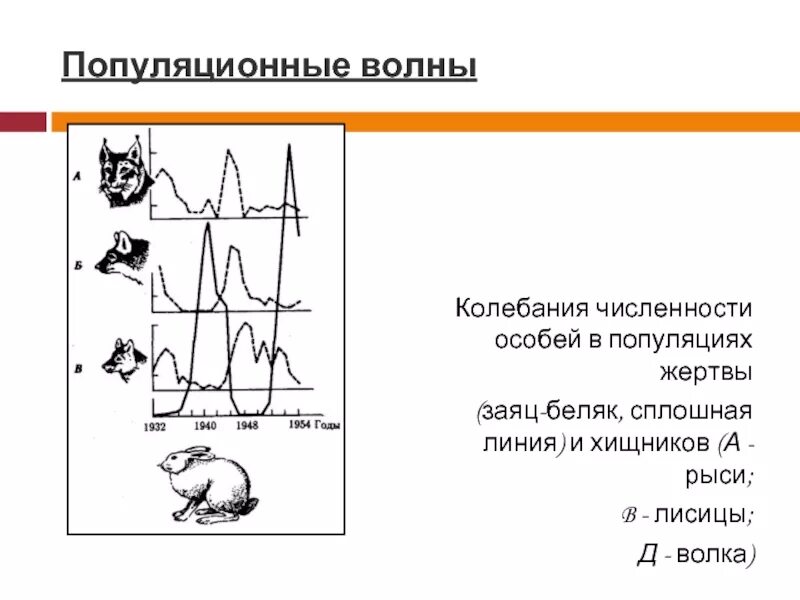 Популяционные волны являются фактором. Колебания численности популяции. Популяционные волны и их роль в эволюции. Популяционные волны график. Популяционные волны и их роль в эволюционном процессе.