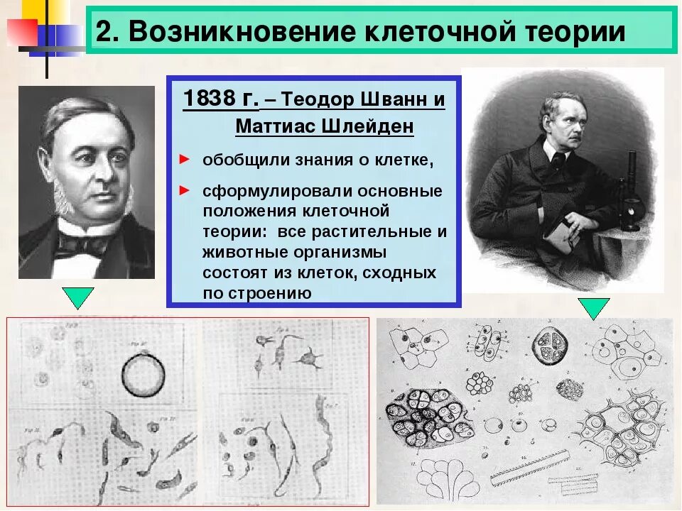 Сформулируйте положения клеточной теории