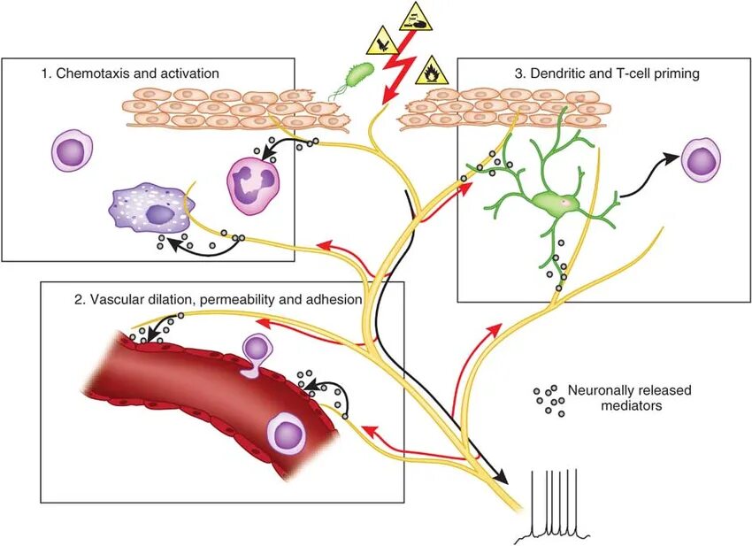 Аксон рефлекс. Аксон рефлекс патофизиология. Ноцицептор рисунок. Neurogenic inflammation. Neuron System hematoencephalic barier and inflammation.