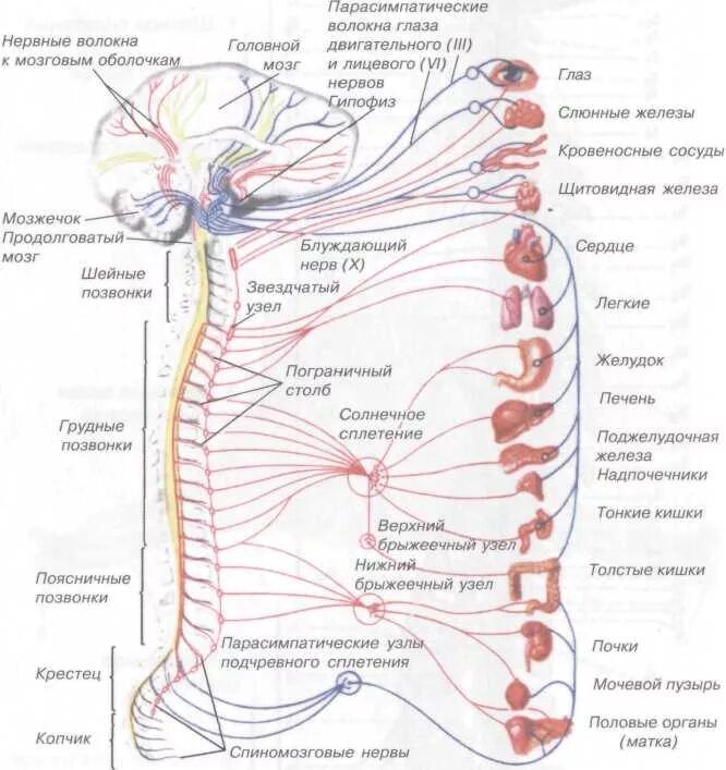 Нервные узлы сплетения. Иннервация спинного мозга схема. Вегетативная нервная система спинномозговые нервы. Вегетативная иннервация железы. Сегменты спинного мозга иннервация органов таблица.