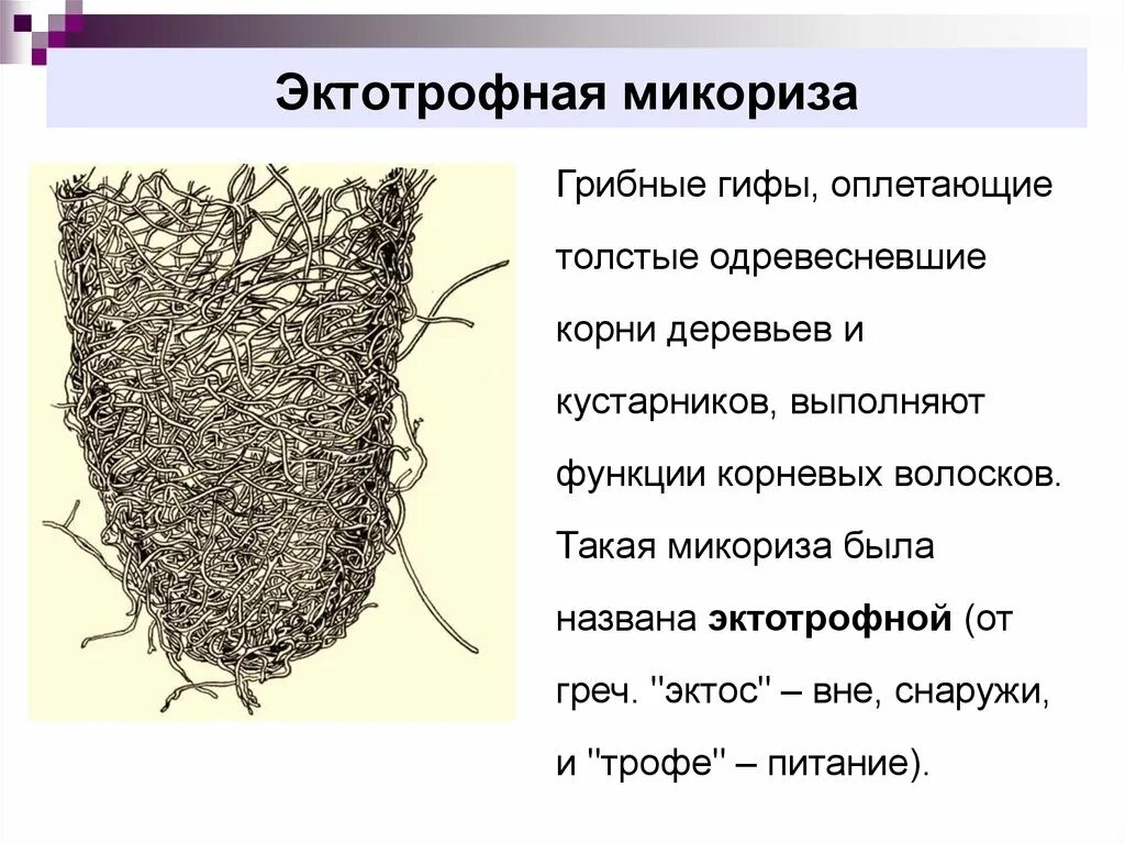 Грибы имеют корни. Эктотрофная микориза. Эктоэндотрофная микориза. Микориза грибокорень. Эктотрофная микориза дуба.