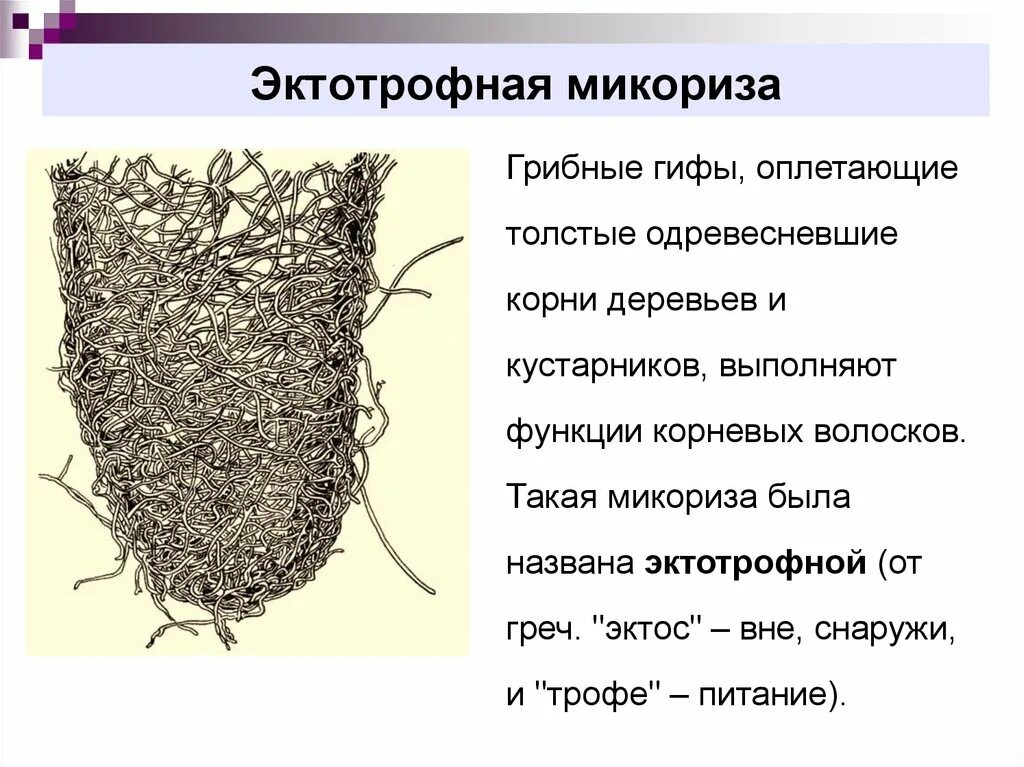 Образуют микоризу с корнями растений. Эктотрофная микориза. Эктоэндотрофная микориза. Микориза грибокорень. Грибница микориза.