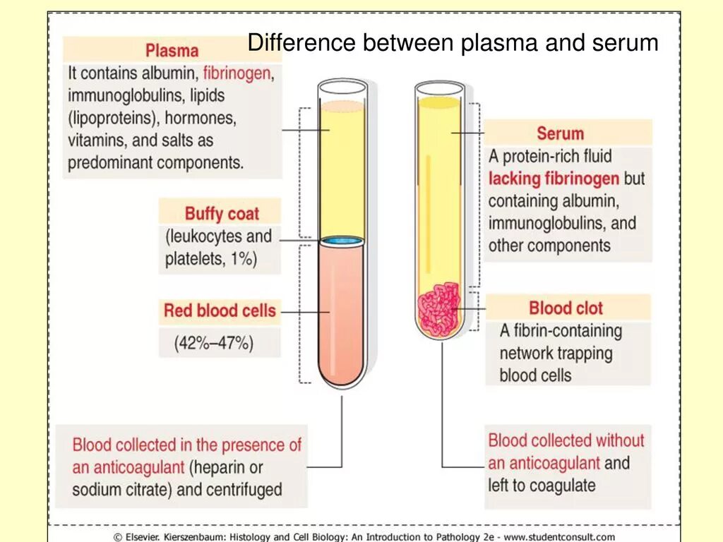 Сыворотка крови и плазма крови. Plasma Serum. Plasma vs Serum. Different between Blood Plasma and Blood Serum.