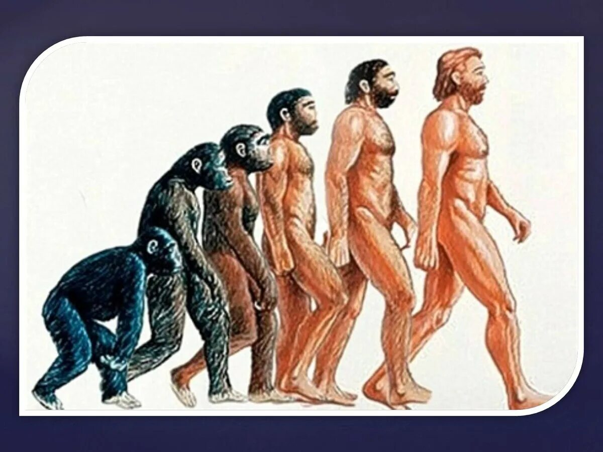 Сколько лет человечеству. Происхождение человека на земле. Эволюция человека. Развитие человека. История развития человека на земле.