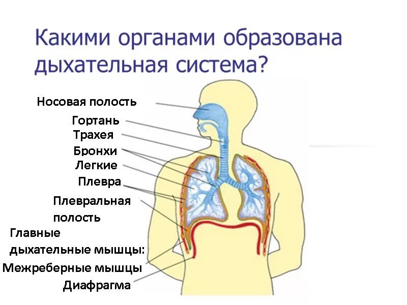 Что самое важное при работе с дыханием. Дыхательная система человека схема. Система органов дыхания человека схема. Органы дыхательной системы схема. Дыхательная система строение легких.