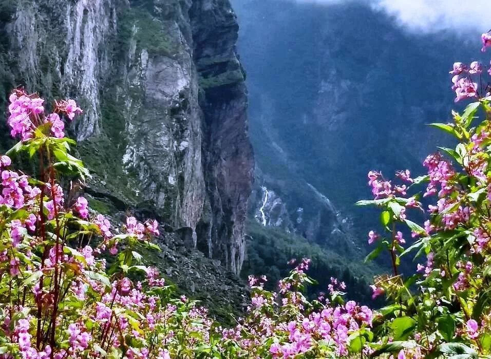 Flowers valley. Национальный парк Долины цветов, Уттаракханд. Гималаи Индия растения. Долина цветов Нанда Деви. Индия Гималаи Нанда Деви Долина цветов.
